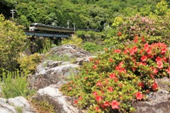 岩ツツジの咲く頃「飛水狭」