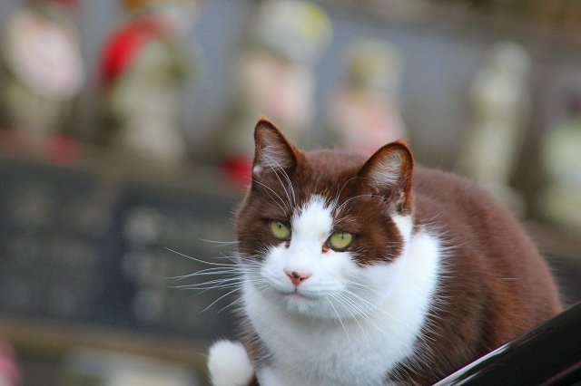 ネコ寺にゃんこ