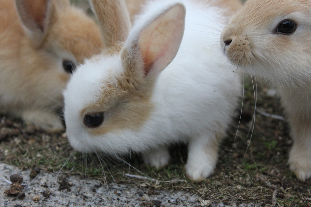 地図から消えた島