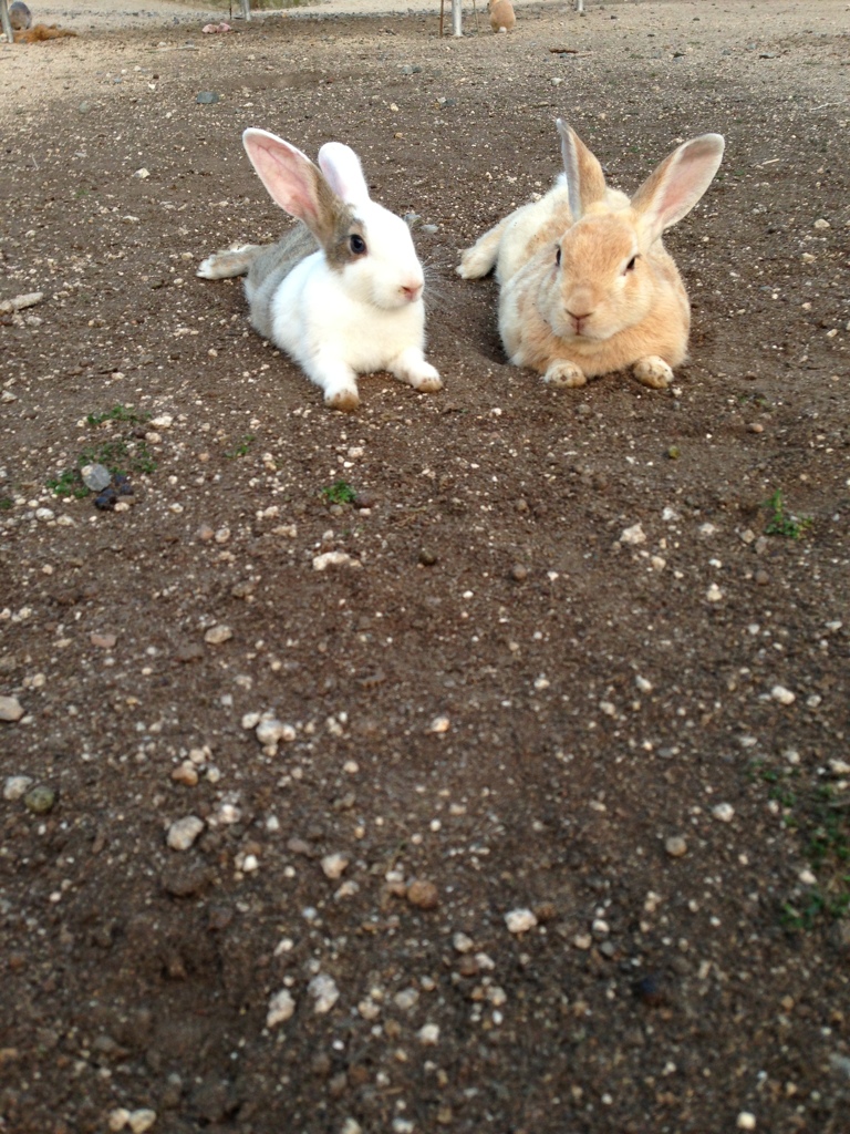 地図から消えた島