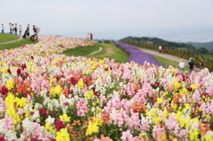 花さじき
