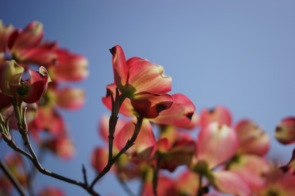 桜の次は君だ！