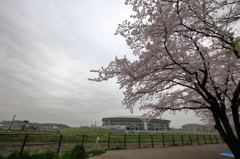 日産と桜
