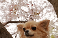 はなみ