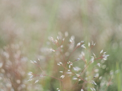 野草