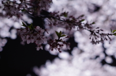 夜 　桜