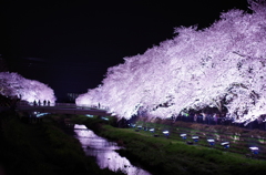 夜桜　野川にて