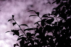 夜桜　野川にて