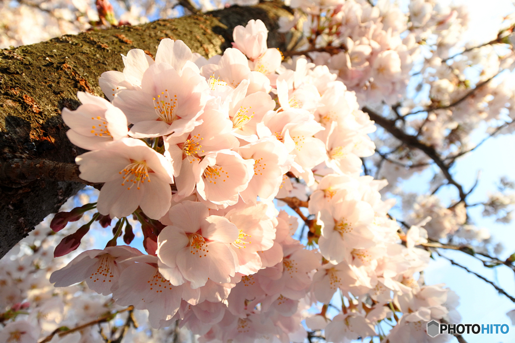 桜咲く