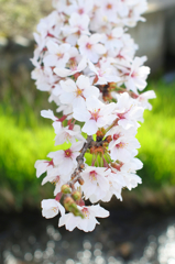 桜