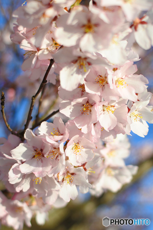 桜