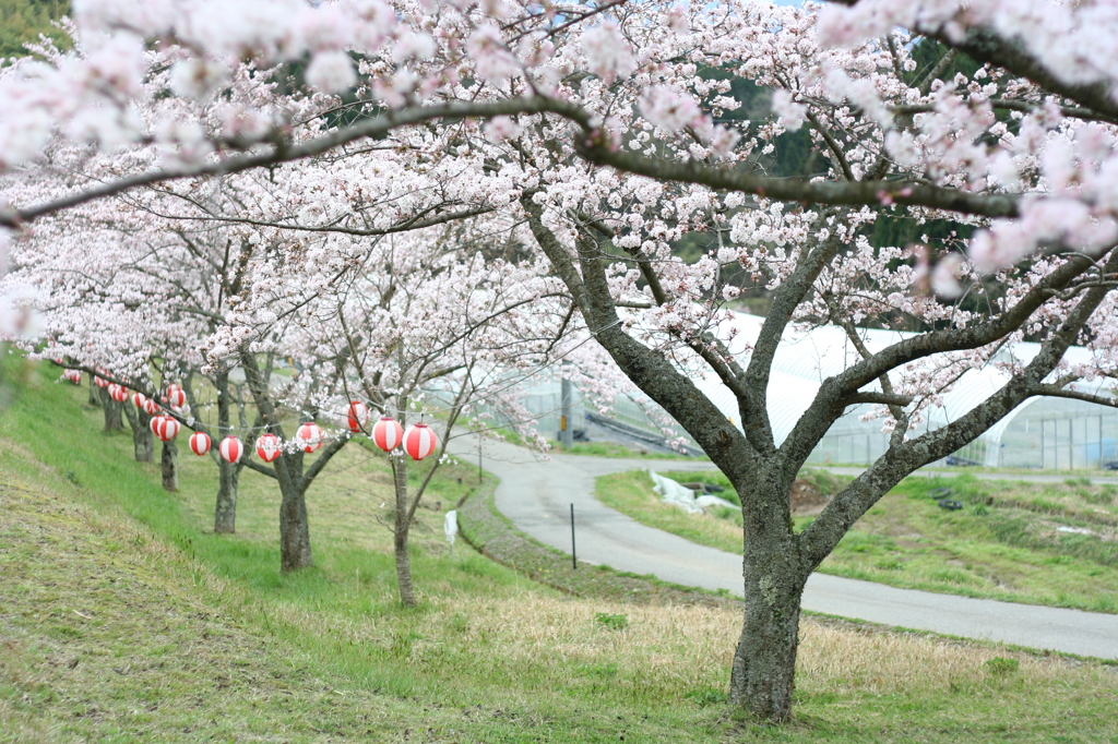 桜と雪洞　その２
