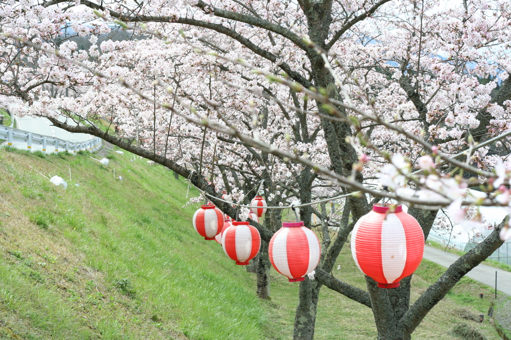 桜と雪洞