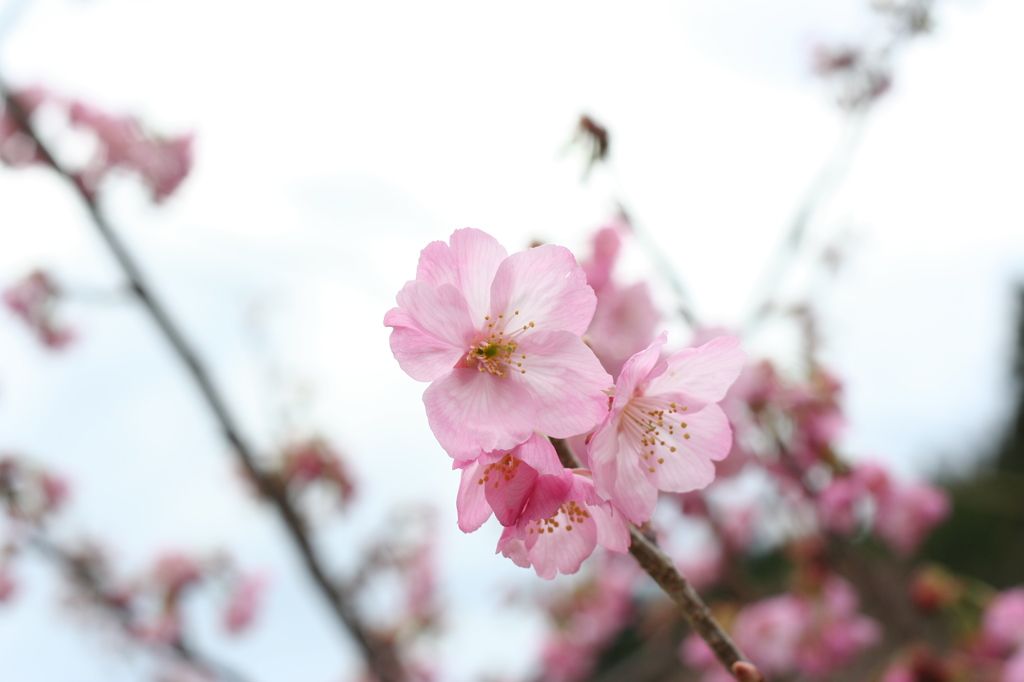 桜