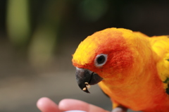 餌付けインコ