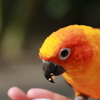 餌付けインコ