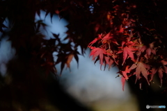 日の当たる紅葉