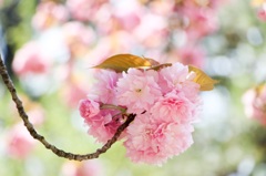 八重桜