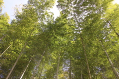 竹林