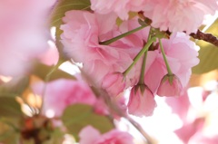 八重桜の蕾
