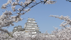 三の丸広場の桜と姫路城