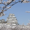 三の丸広場の桜と姫路城