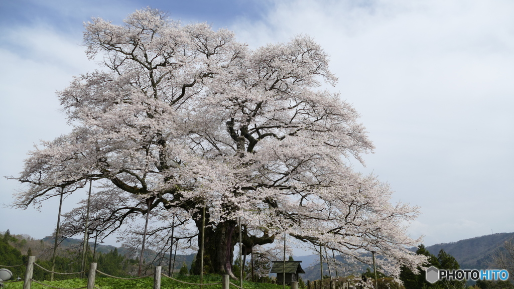醍醐桜