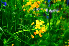 公園に咲く花　その２