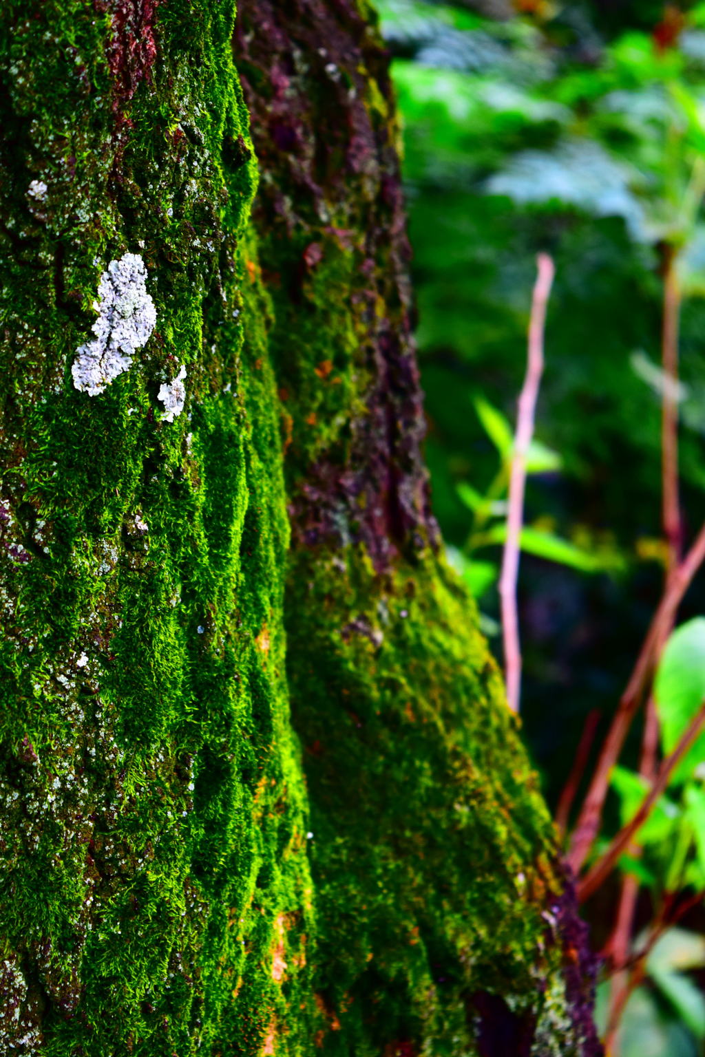 苔三昧４