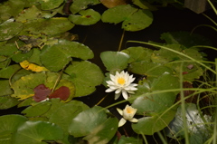 多摩川台公園　蓮の花