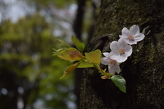 幹桜