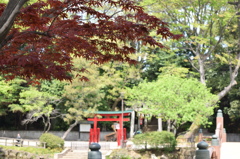 もみじと鳥居