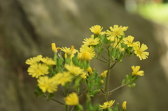 黄色の花