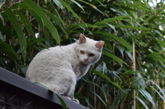お寺に居た猫