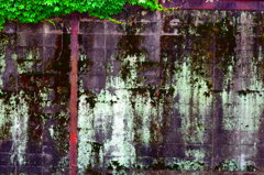 山王の苔と壁
