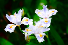 裏庭の花
