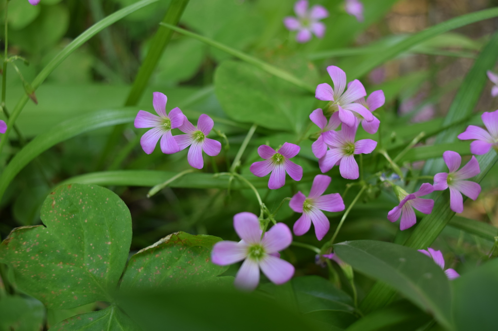 小さな花