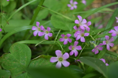 小さな花