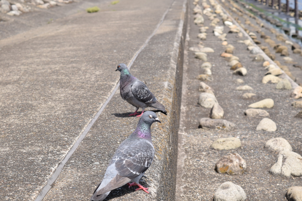 鳩