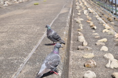 鳩