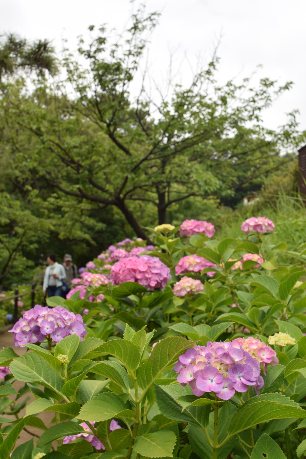 多摩川台公園　アジサイたち