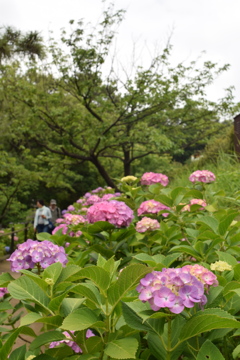 多摩川台公園　アジサイたち