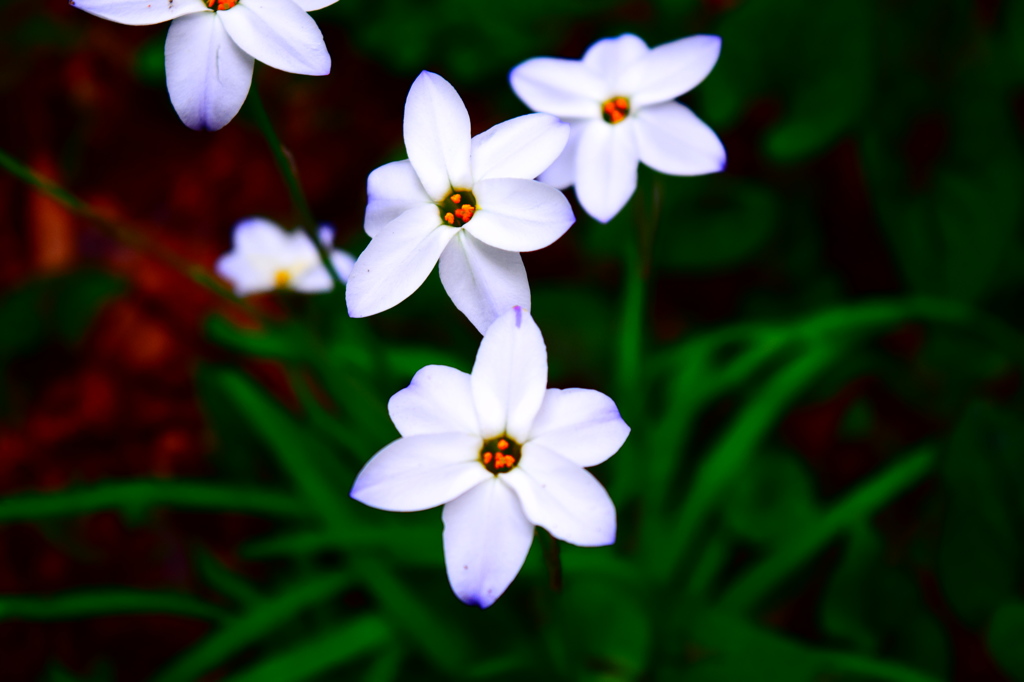 公園の花