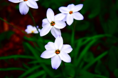 公園の花