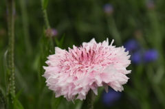 公園に咲く花