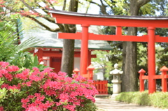 ツツジと鳥居