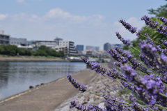 ラベンダー