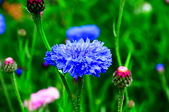 公園に咲く花　その４