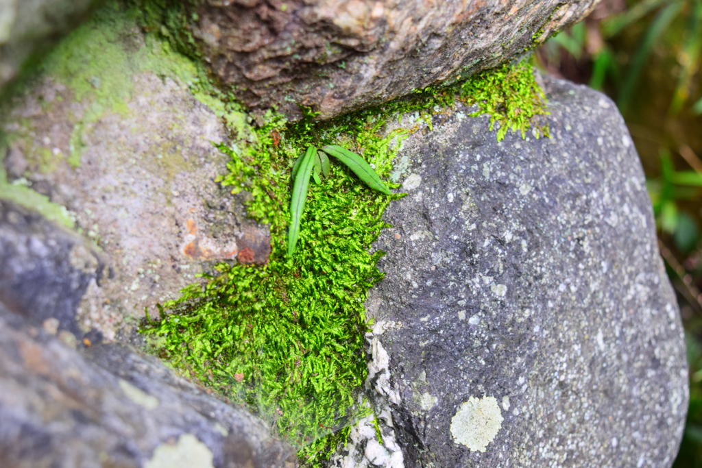 苔コレクション