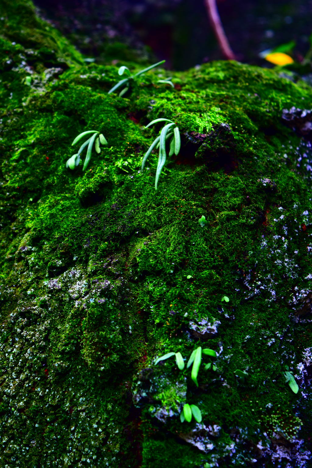 苔三昧７